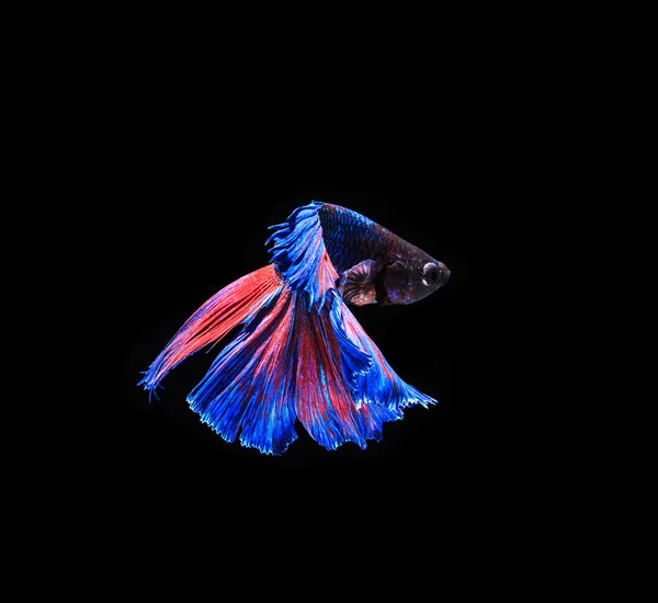 Блакитна риба бойові — стокове фото