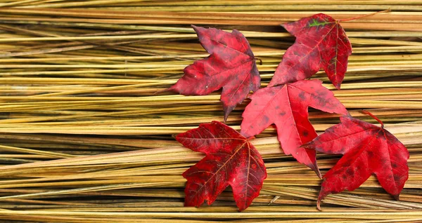 Красные листья на сене — стоковое фото