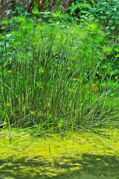 Green Leaf Papyrus