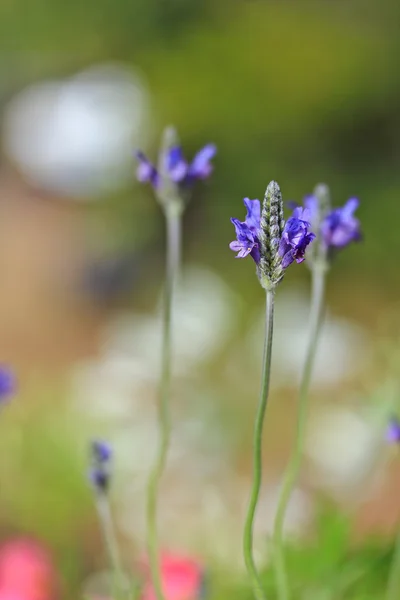 Piccoli fiori blu — Foto Stock