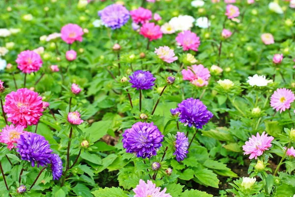 Gyönyörű színes flowes kert — Stock Fotó