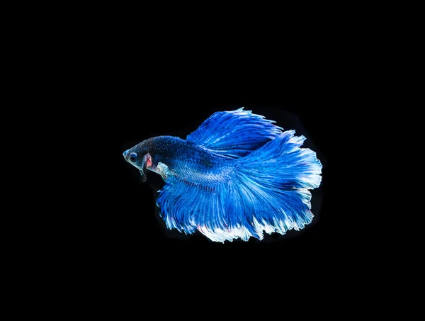 Blue fighting fish — Stock Photo, Image