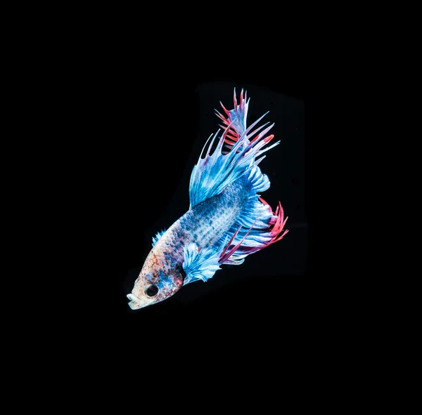 Poisson de combat bleu — Photo