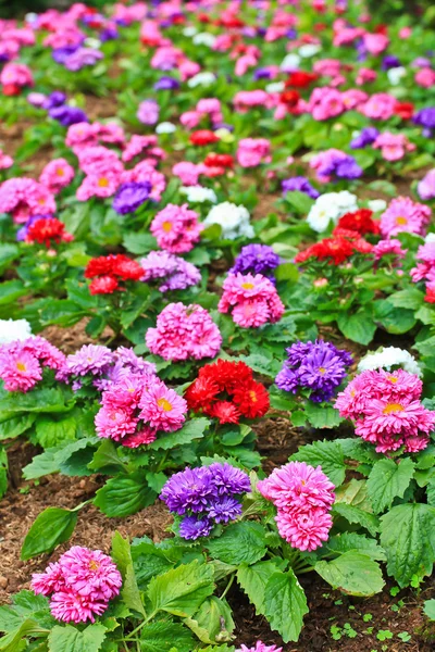 Krásné barevné flowes zahrada — Stock fotografie