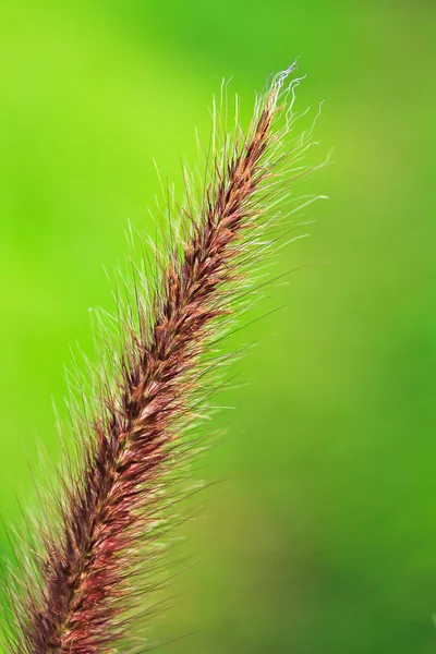 Grass on blur green background — Stock Photo, Image