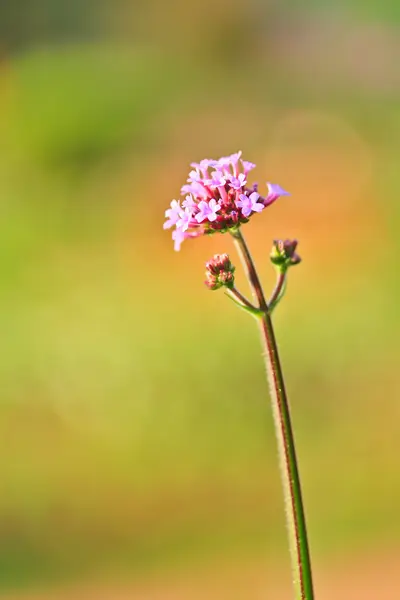 Hermosas flores rosadas — Foto de Stock