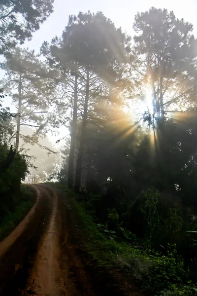 Road through forest with fog