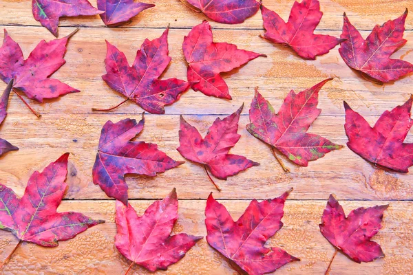 赤いカエデの葉 — ストック写真