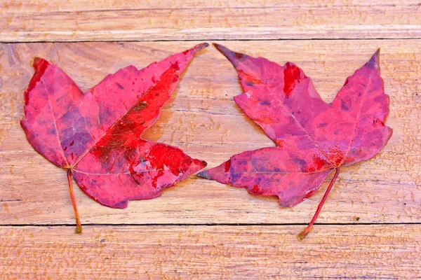 Red maple leaves — Stock Photo, Image