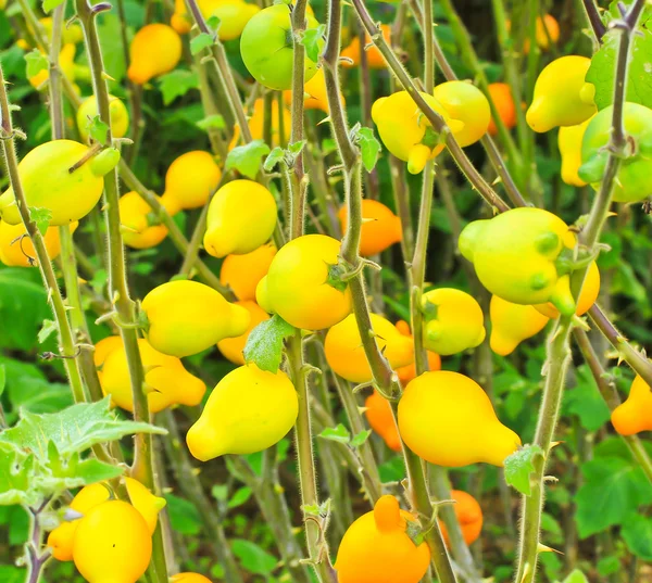 Lilek, solanum mammosum rostliny — Stock fotografie