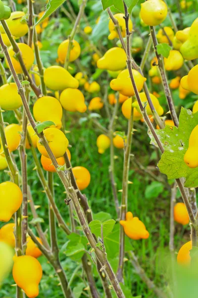 Beringelas, plantas de mamíferos solanum — Fotografia de Stock