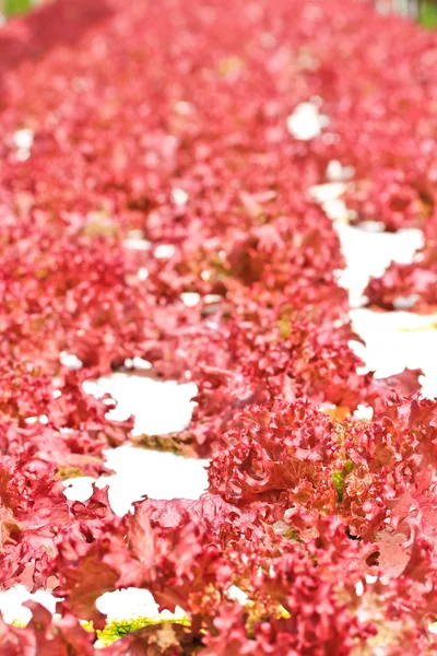 Hojas de verduras frescas y saludables — Foto de Stock