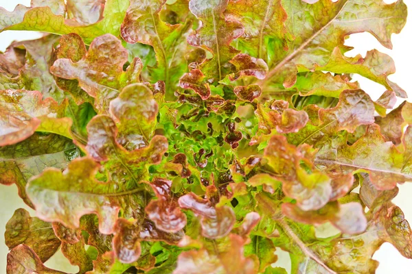 Folhas de legumes frescos e saudáveis — Fotografia de Stock