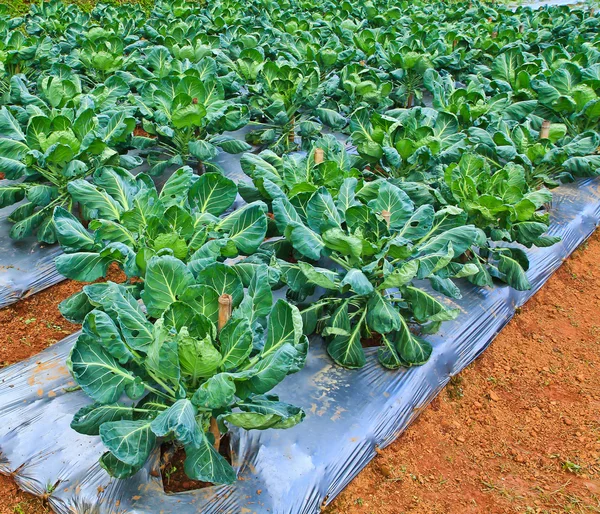 Parcelas de verduras verdes frescas —  Fotos de Stock