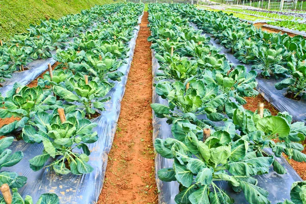 Fresh green vegetables plots — Stock Photo, Image