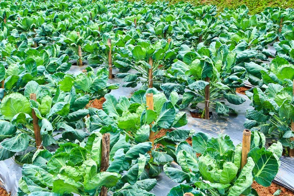 Parcelas de verduras verdes frescas —  Fotos de Stock