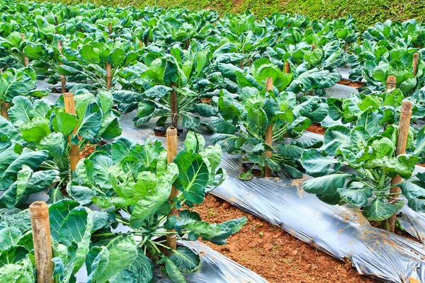 Fresh green vegetables plots — Stock Photo, Image