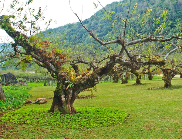 Landschaft mit Pflaumenbäumen — Stockfoto