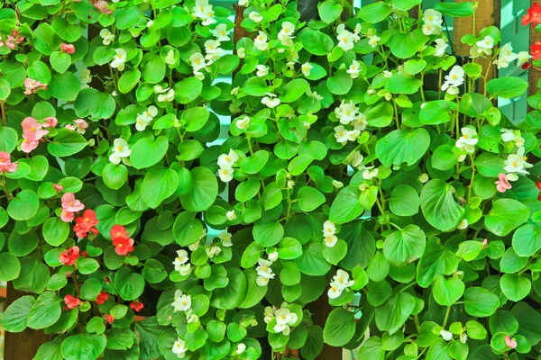 Vita och rosa blommor — Stockfoto