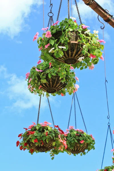 Vari fiori da giardino — Foto Stock