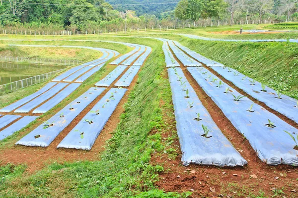 Fresh green vegetables plots — Stock Photo, Image