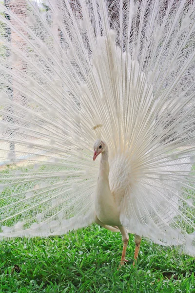 Beautiful white peacock — Stock Photo, Image