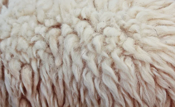 White soft sheepskin texture