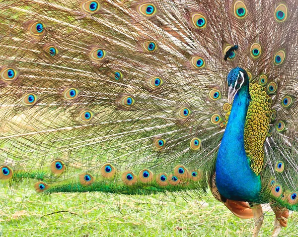 Hermoso pavo real azul y verde — Foto de Stock