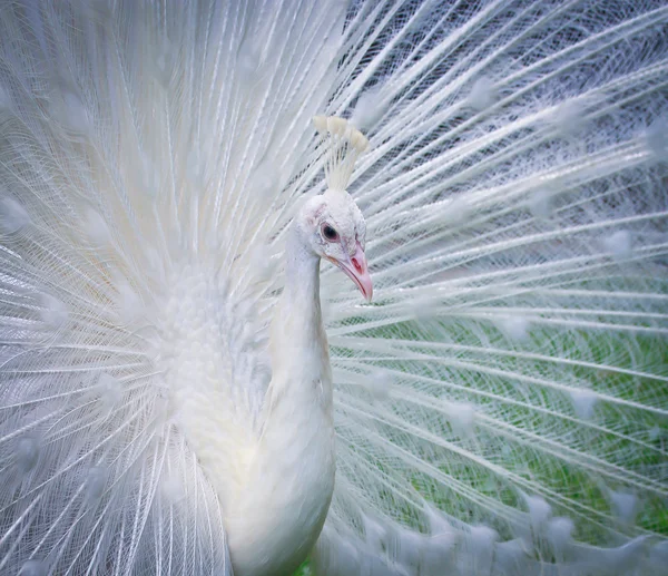 Piękny biały paw — Zdjęcie stockowe