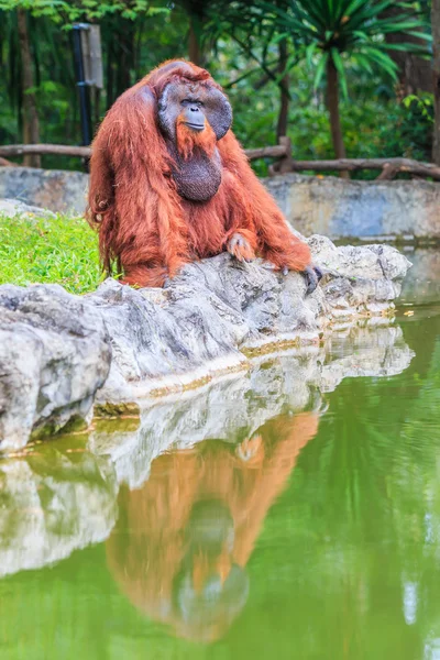 Cute brown orangutan in zoo — Stock Photo, Image