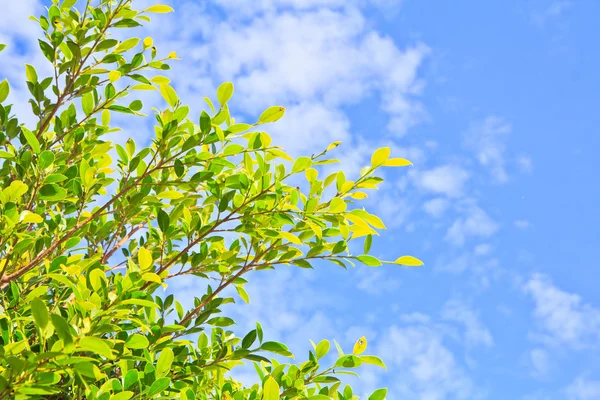 Folhas de árvores e céu azul — Fotografia de Stock