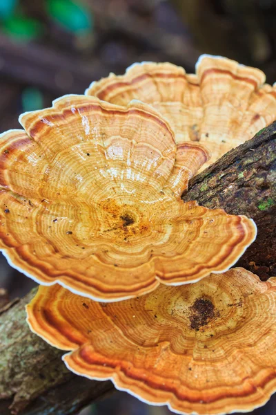 Natura Funghi marroni — Foto Stock