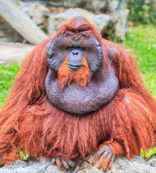 Cute brown orangutan in zoo — Stock Photo, Image