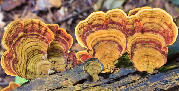 自然棕色蘑菇 — 图库照片
