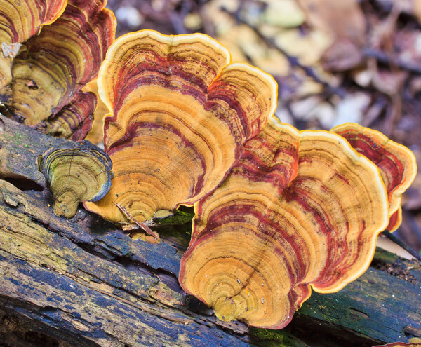 Nature Brown mushrooms 
