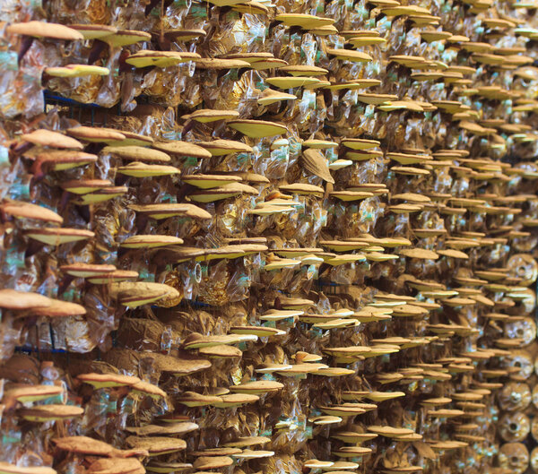 Грибы Ganoderma lucidum
 