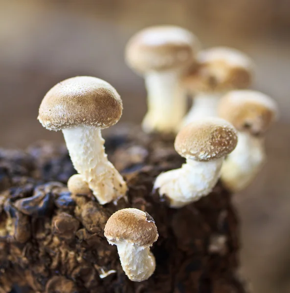 Shiitake mushrooms in mushrooms farm — Stock Photo, Image