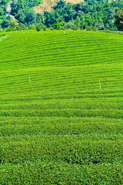 Чайная плантация в Таиланде — стоковое фото