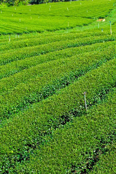 Teeplantage in Thailand — Stockfoto