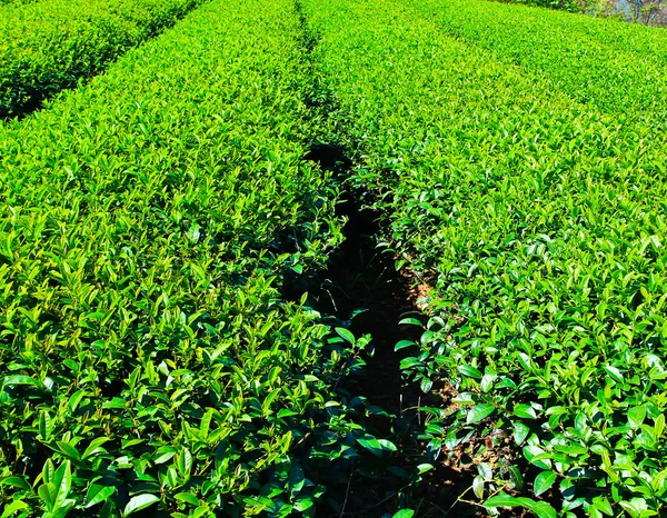 Plantación de té en Tailandia —  Fotos de Stock