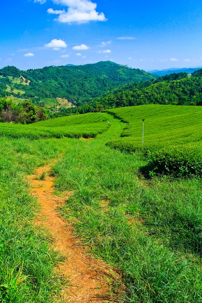 Čajové plantáže v Thajsku — Stock fotografie