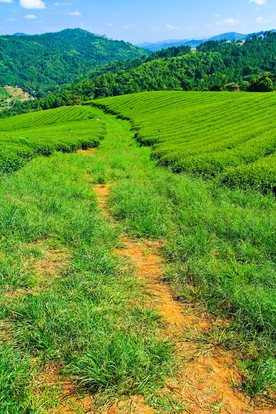 Piantagione di tè in Thailandia — Foto Stock