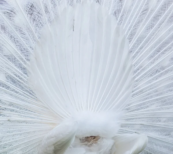 Beautiful white peacock — Stock Photo, Image