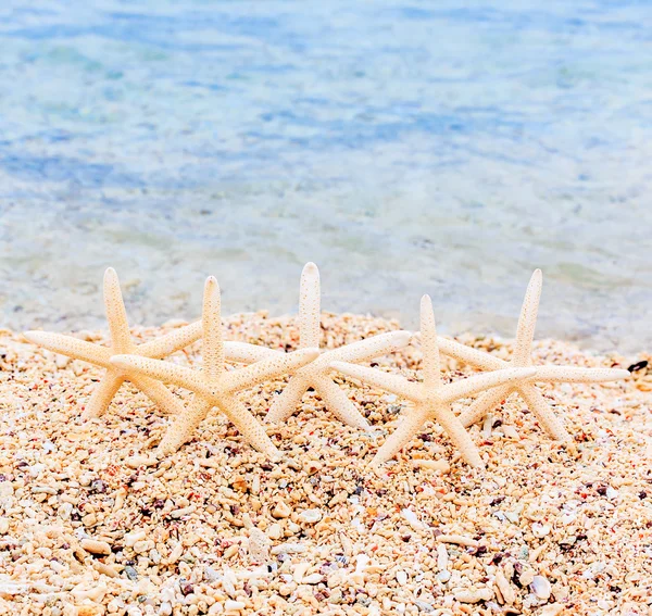 Starfish on tropical sea beach — Stock Photo, Image