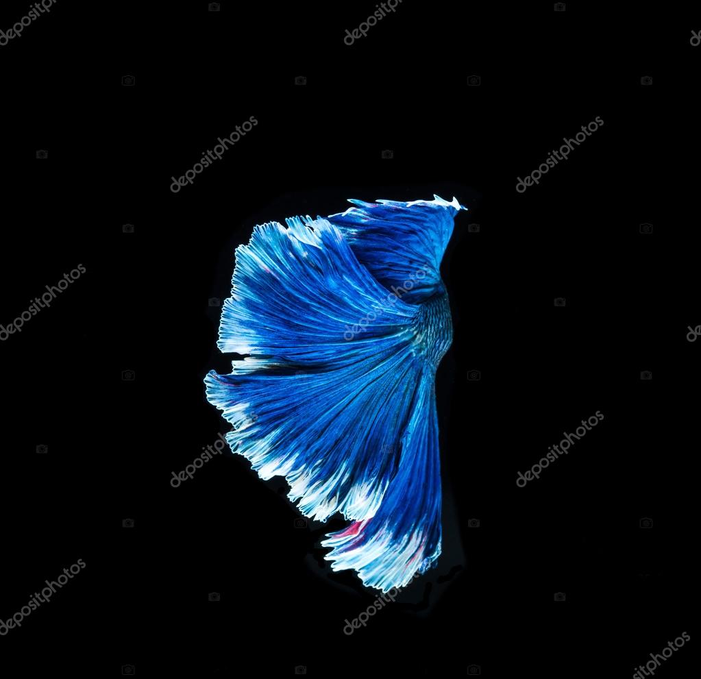 Blue fighting fish Stock Photo by ©Deerphoto 117360868