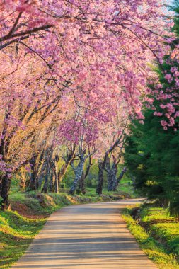 Sakura veya kiraz çiçeği ağaçlar  