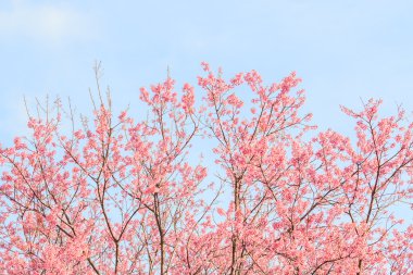 Sakura veya kiraz çiçeği ağaçlar  
