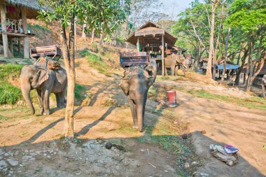 Filler Tayland insanlar turistler için bekleyin