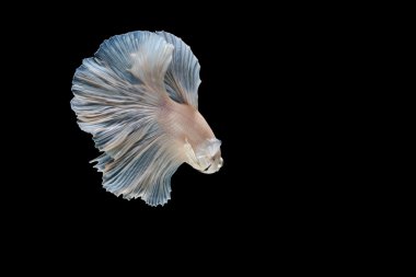 Siyam mücadele balık