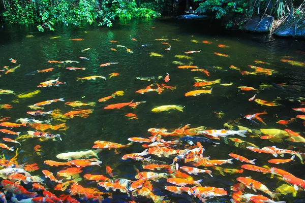 Koi fishes in the water — Stock Photo, Image